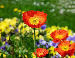 Village to Host Flower Sale Day in Posen